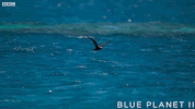 bbc one ocean GIF by BBC