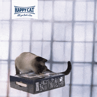 Cat Box GIF by visualbrand