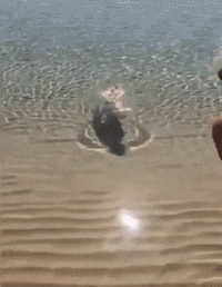 Sunbathing Marine Life GIF by Oceana