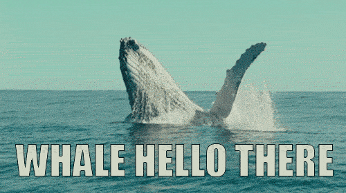Video gif. A sperm whale is jumping out of the ocean. Below is a pun reading, “Whale hello there.”