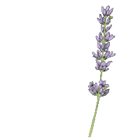 Summer Flower Sticker