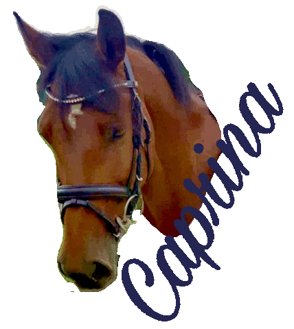 Jmequestrian Sticker