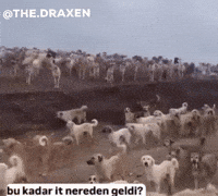 Thedraxen GIF
