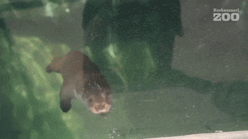 Diving Otter GIF by Korkeasaari Zoo