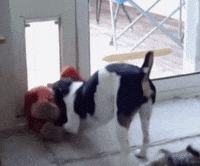 dog summer GIF