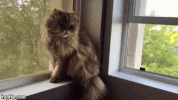 cat omg GIF