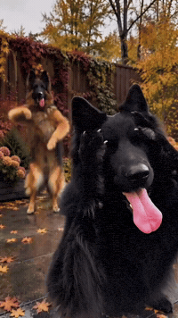 Adele_Caesar_2gsd dogs adele doglover caesar GIF