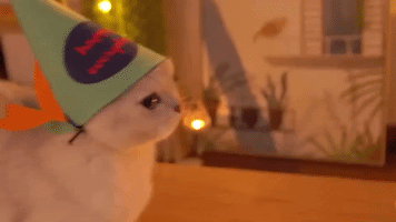 cat yes GIF