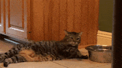 human nature news GIF