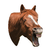 horse laughing STICKER by imoji