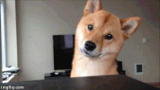 shiba GIF