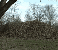 leaf reverse GIF