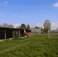 lama GIF