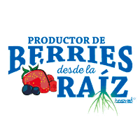 Berries Sticker by Innoval Global