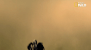 african cats big cat week GIF by Nat Geo Wild 