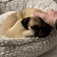 Dog Pug GIF