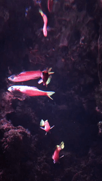 New England Aquarium School GIF by Chris