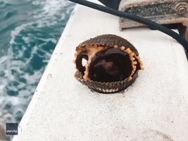 Those Things Can Fit Anywhere - Octopus Emerges From Shell and Escapes Fisherman's Boat