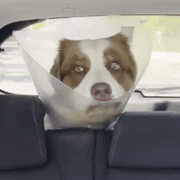Shocked Rambo GIF