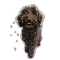 Brown Dog Sticker