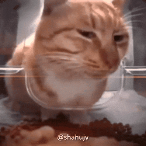 Video gif. We are inside of a cat's food container. We get a closeup of an orange tabby cat's face as it gives us a suspicious side-eye.