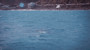 lana del rey honeymoon GIF