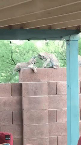 House Cats: Three Bobcat Kittens Play on Arizona Residence Wall