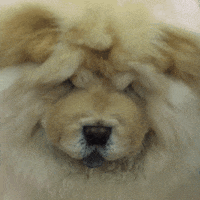 Dog Show GIF by Westminster Kennel Club