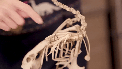 Thanksgiving Turkey GIF by PBS Digital Studios