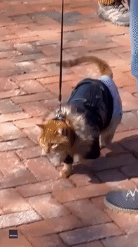 Cat Struts Its Stuff in Fluffy Jacket
