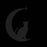 Cats Whitecat GIF