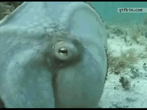 octopus camoflauge GIF