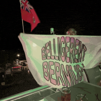 BelligerentBermuda party bermuda belligerent belligerent bermuda GIF