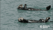 montereybayaquarium spin spinning swimming floating GIF