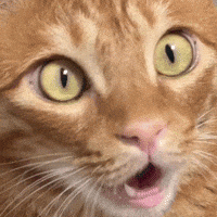 Shock Disbelief GIF
