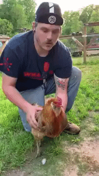 gif-vif giphyupload gifvif hypnotizing a chicken GIF