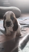 Howling Basset Hound Puppy Is Anything but Ferocious