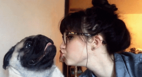 pug GIF