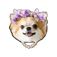Dog Sticker
