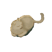 chushie cha chu afacha afachacha Sticker