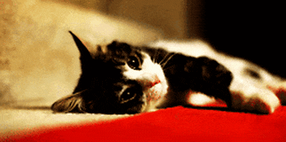 cat kitty GIF