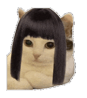 Angry Cat Sticker