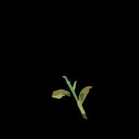 Grow Flower Power GIF