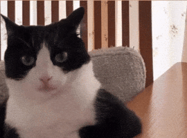 Cat I Am Listening GIF