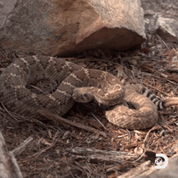 western diamondback rattlesnake poised for attack