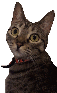 Geryco cat what gato georgia Sticker