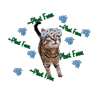 Fluffy The Cat Sticker by The Plant Farm