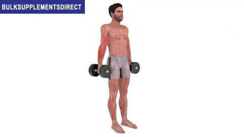 BulkSupplementsDirect giphyupload hammer curls bulksupplementsdirectcom short head biceps exercises GIF