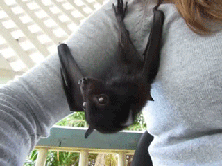 Flying Fox Bats GIF