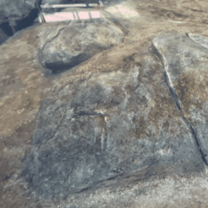 Pygmy Hippo Swimming GIF by John Ball Zoo